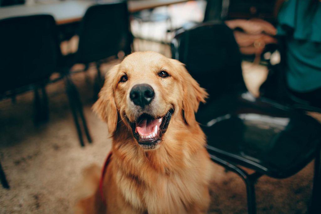 Is CBD Right For My Dog? A Plain-English Primer