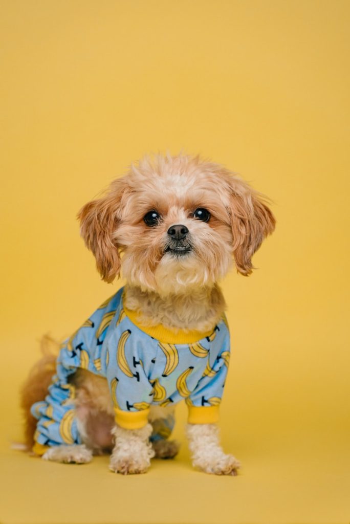 Five Treats Your Dog Will Drool Over