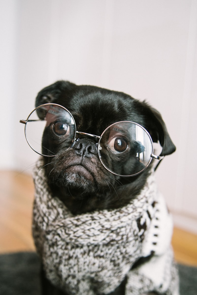 Pickles the pug
