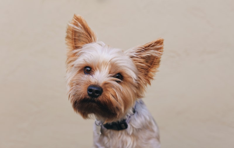 Jiggy the Yorkshire Terrier