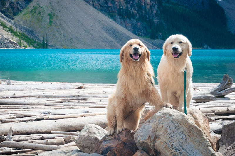 Loki and Marshall the Golden Retrievers