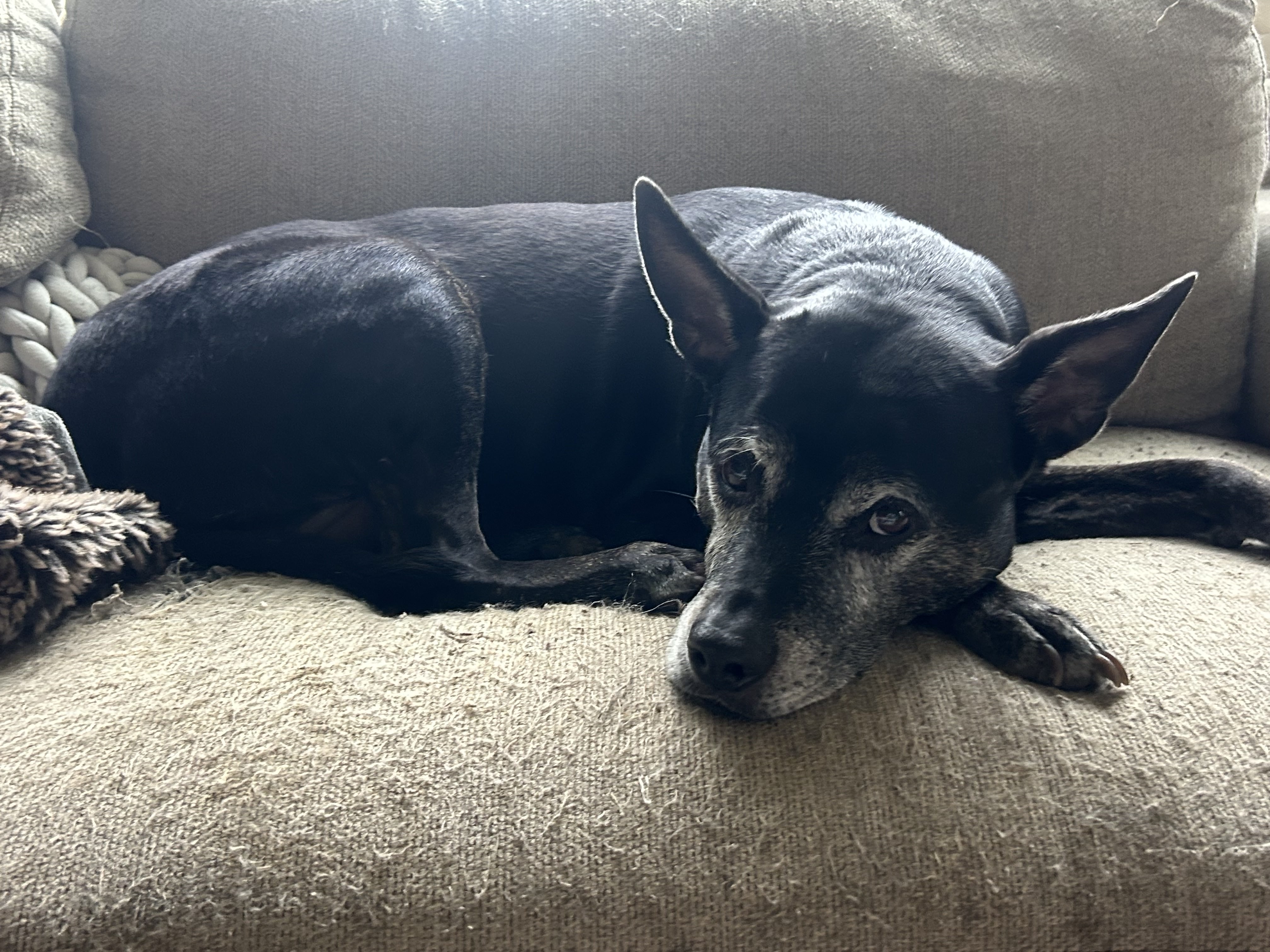 Kyle the rescue dog