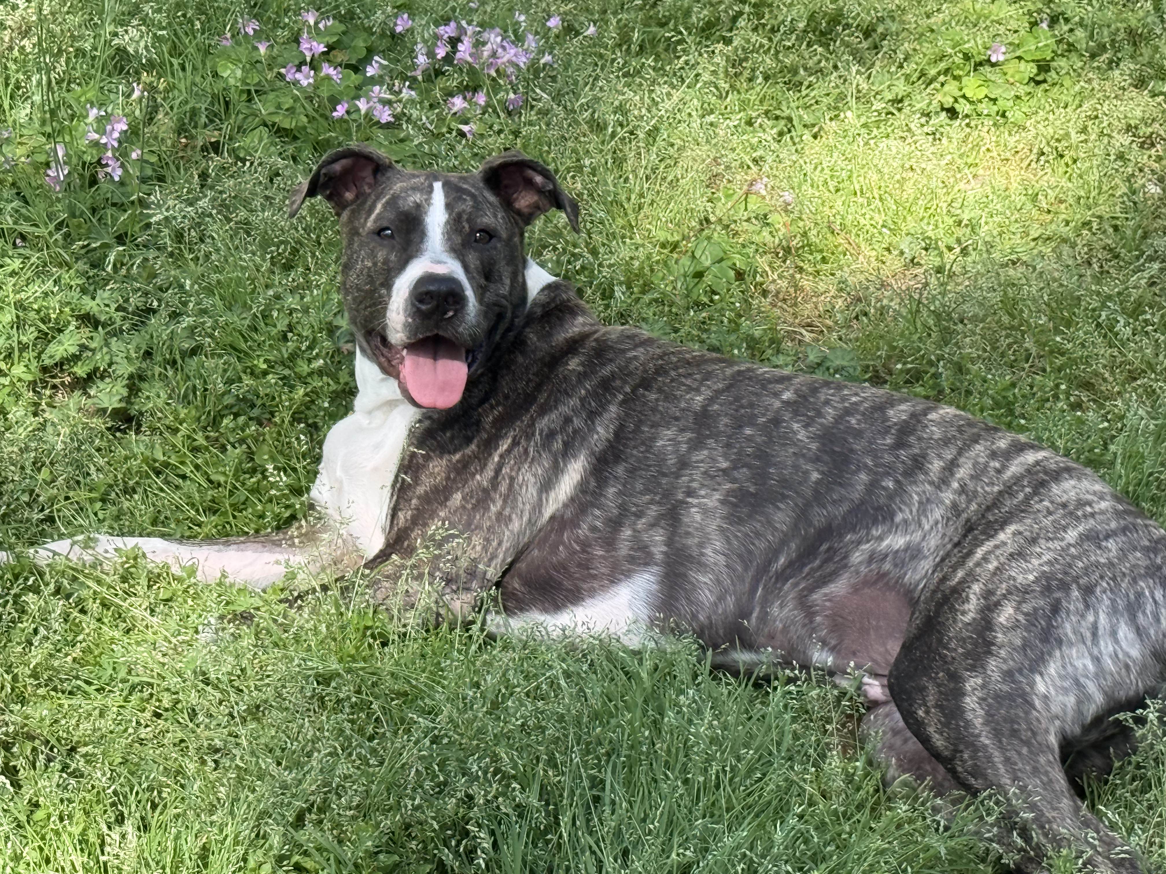 Dexter the brindle Pit mix
