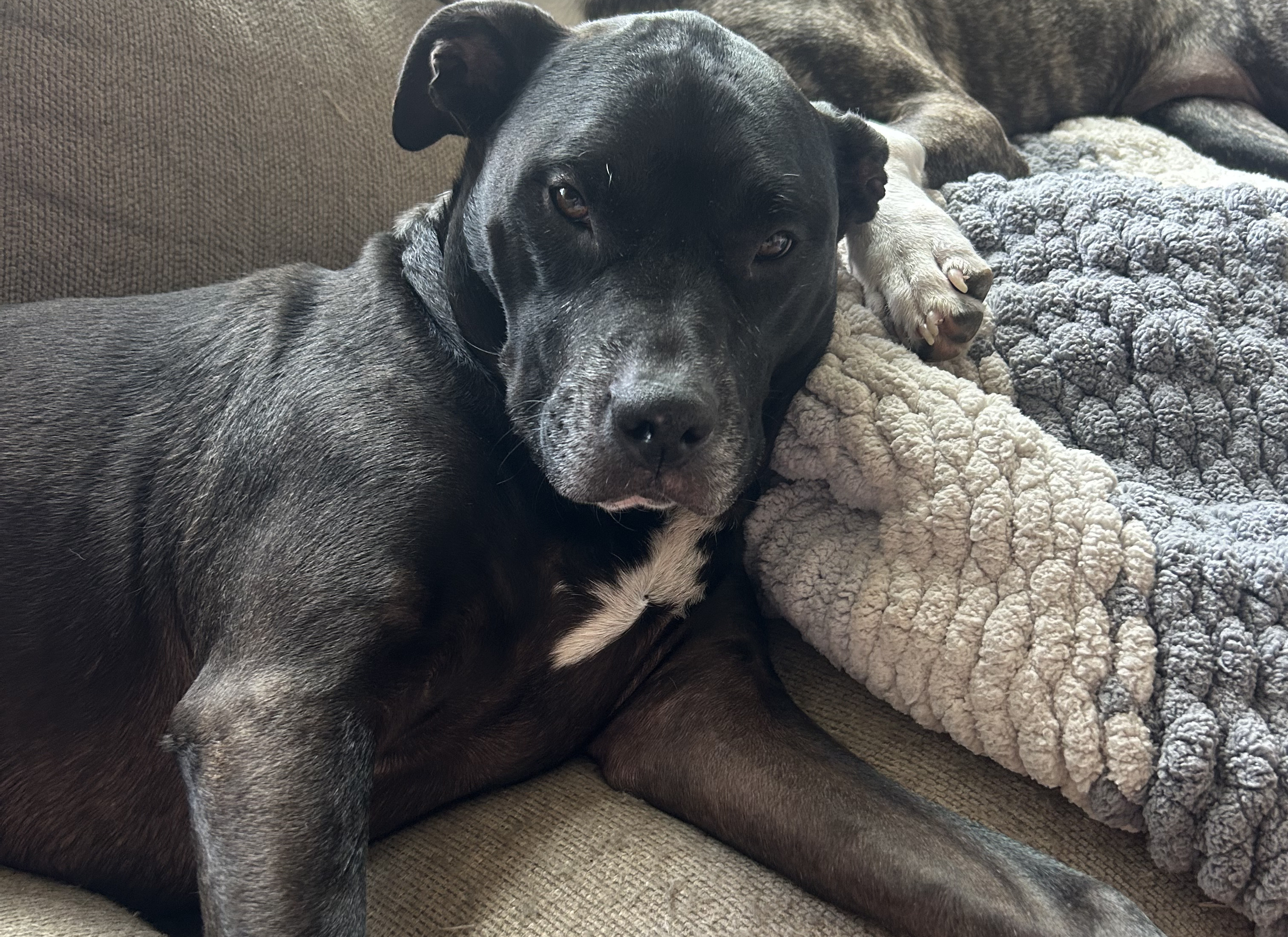 Gina the black Pit mix